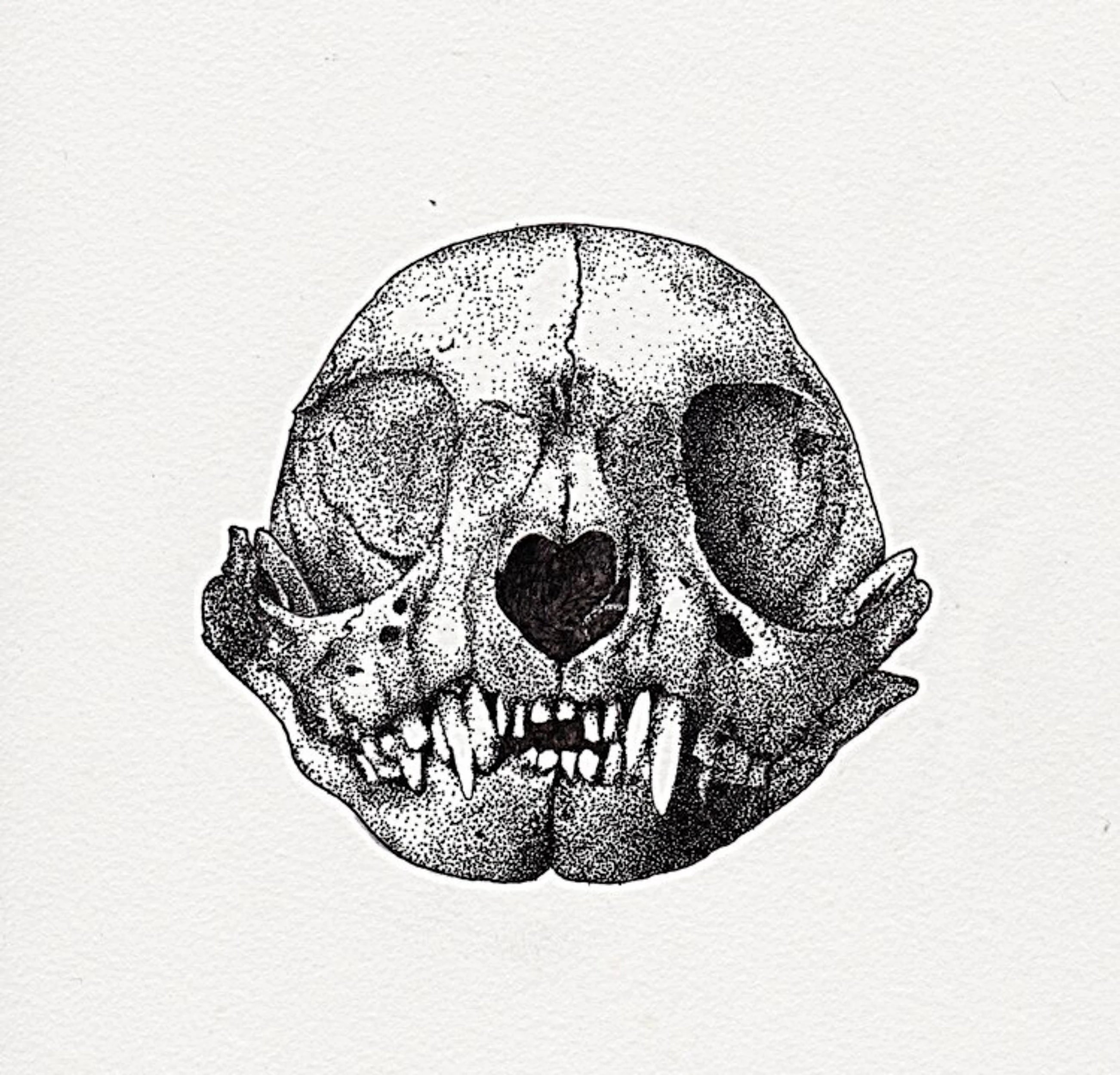 Drawing of anatomical cat skull, done in pen with dot-work (stippling).