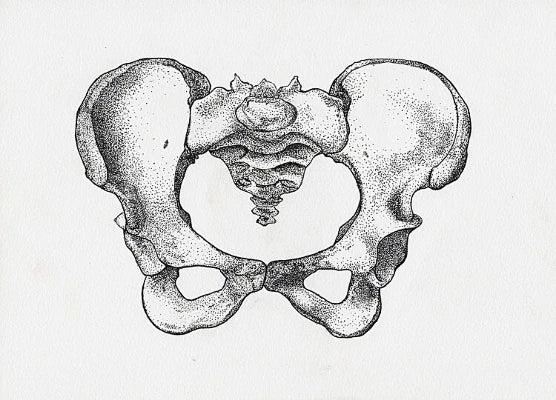 Drawing of anatomical pelvis bone, done in pen with dot-work (stippling).